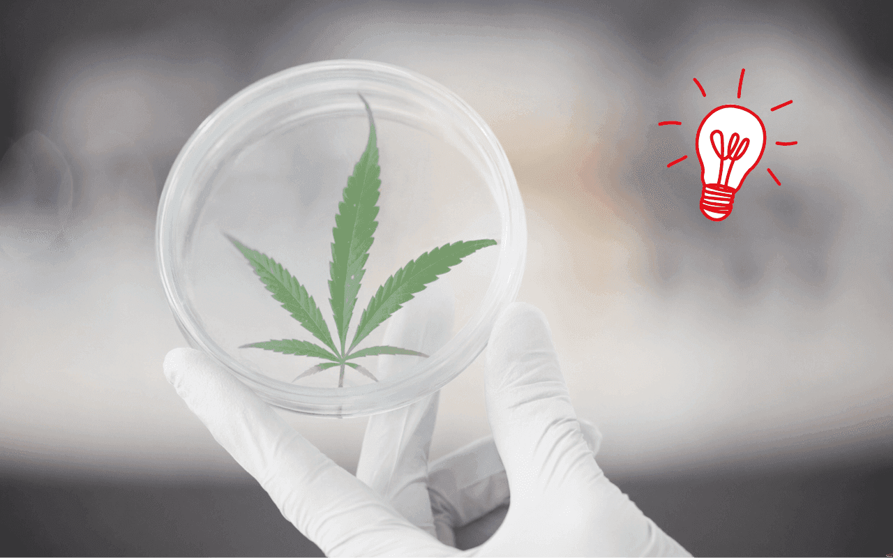Cannabisblatt in Petrischale gehalten von einer Hand
