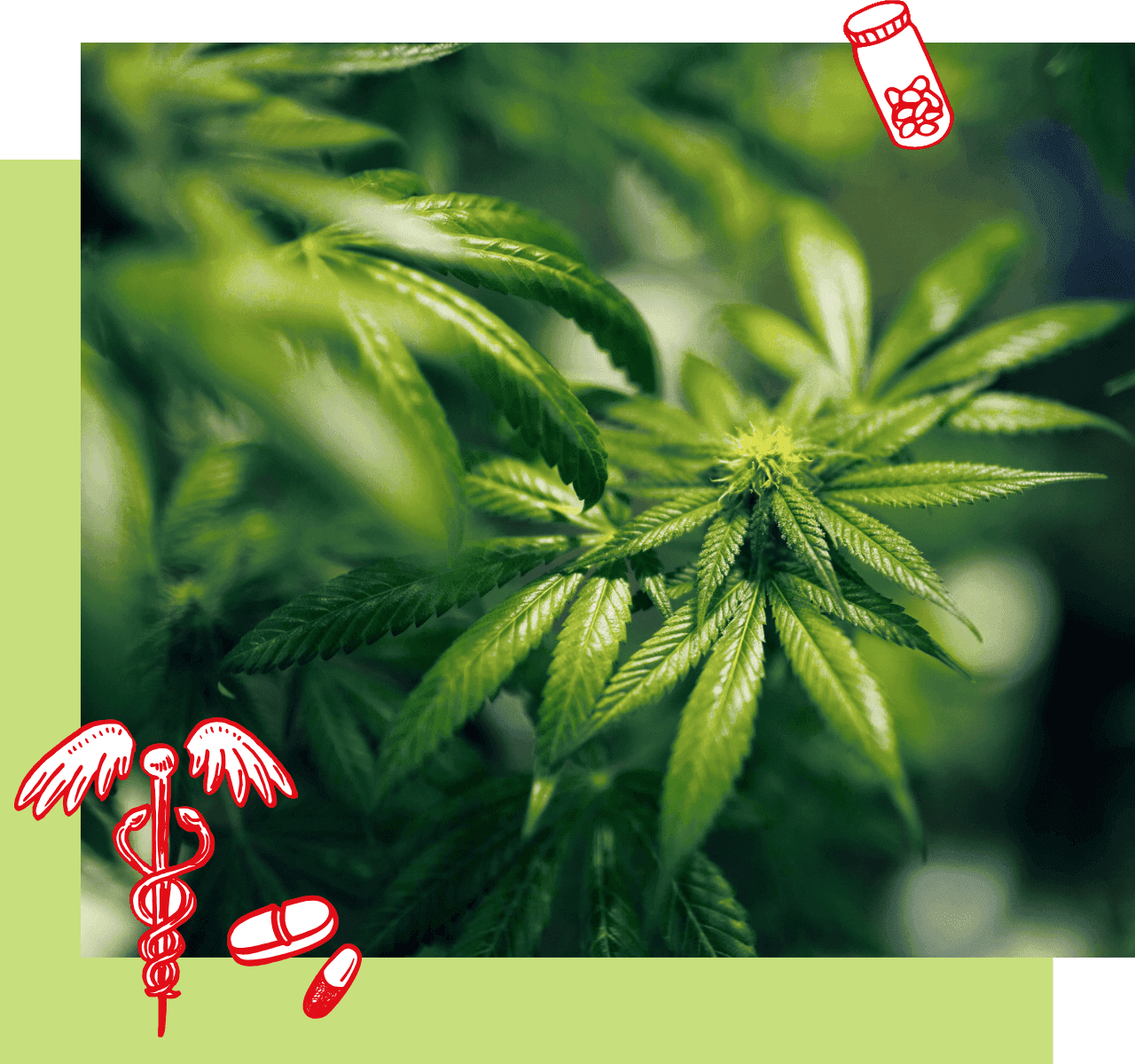 Foto Cannabisblätter mit rotweißen kleinen Zeichnungen zu Thema Gesundheit